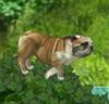 Buddy die Bulldogge